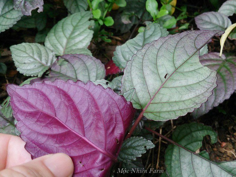 Cây trà dr thanh (bán tự cảnh)
