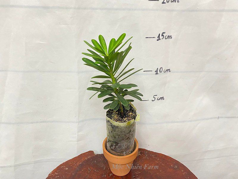 Cây tùng kim cương