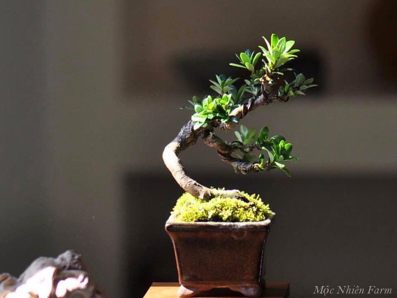 Cây tùng kim cương