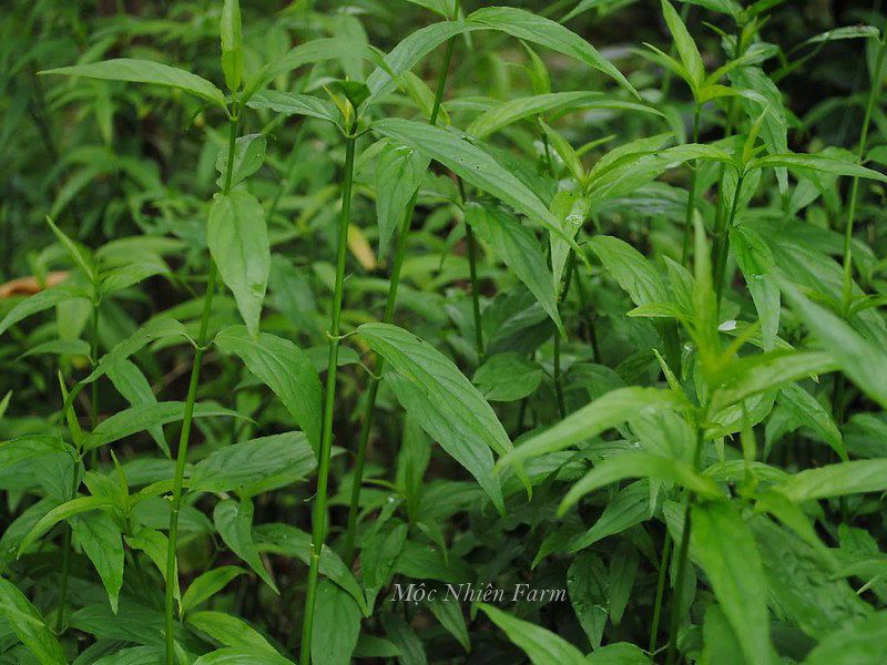 Cây xương khỉ (bìm bịp)