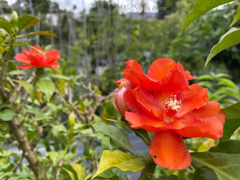 Cây xương rồng diệp long
