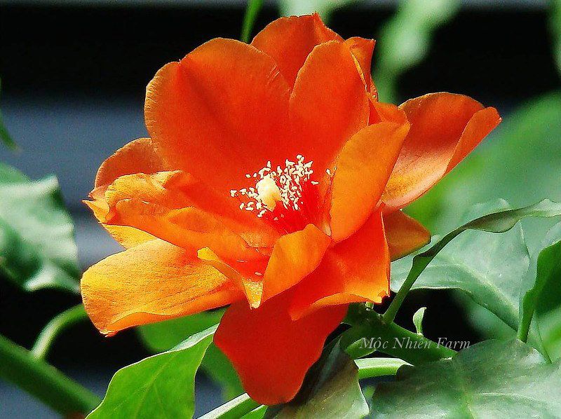 Cây xương rồng diệp long