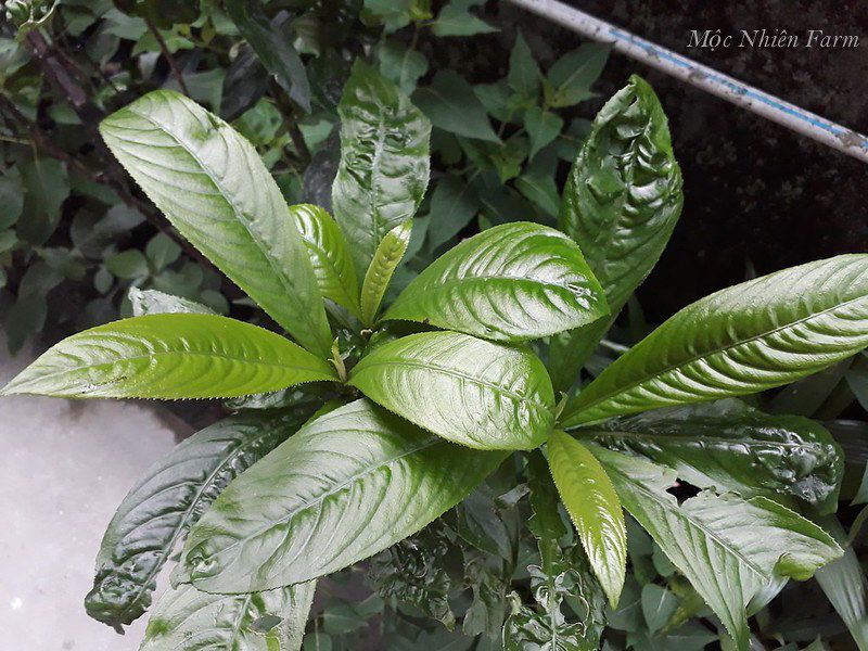 Cây xương sông