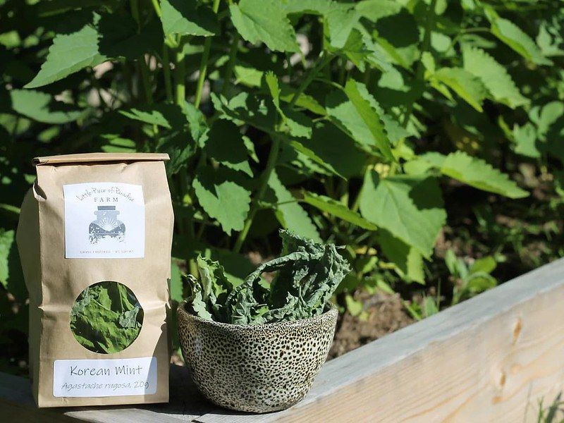 Cỏ bài hương Hàn Quốc (Korean hyssop)