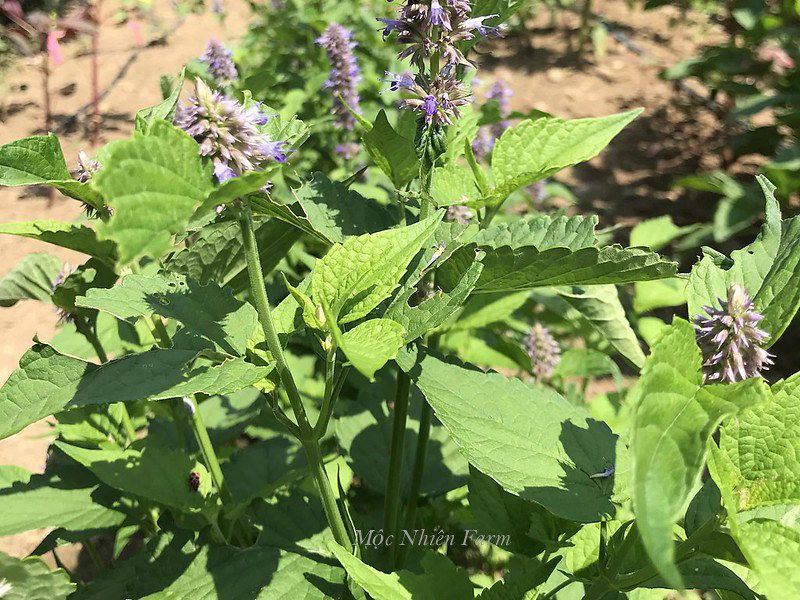 Cỏ bài hương Hàn Quốc (Korean hyssop)