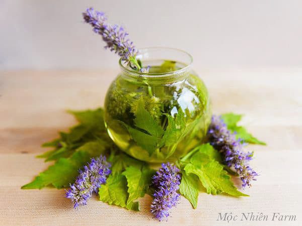  Cỏ bài hương Hàn Quốc (Korean hyssop) 