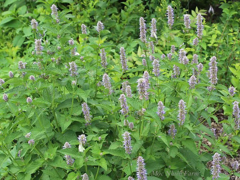 Cỏ bài hương Hàn Quốc (Korean hyssop)