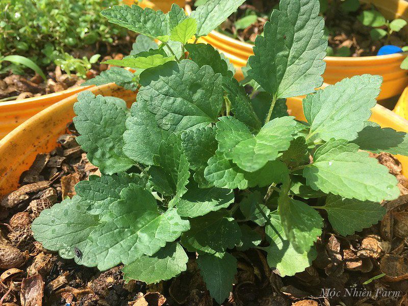 Cỏ bài hương Hàn Quốc (Korean hyssop)