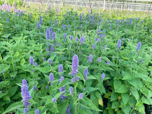 Cỏ bài hương Hàn Quốc (Korean hyssop)