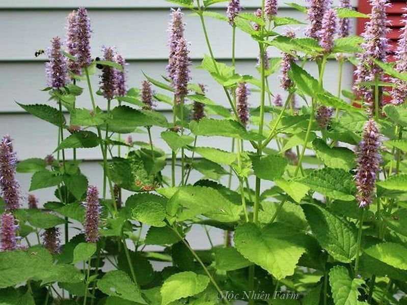 Cỏ bài hương Hàn Quốc (Korean hyssop)