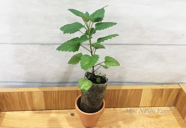 Cỏ bài hương Hàn Quốc (Korean hyssop)