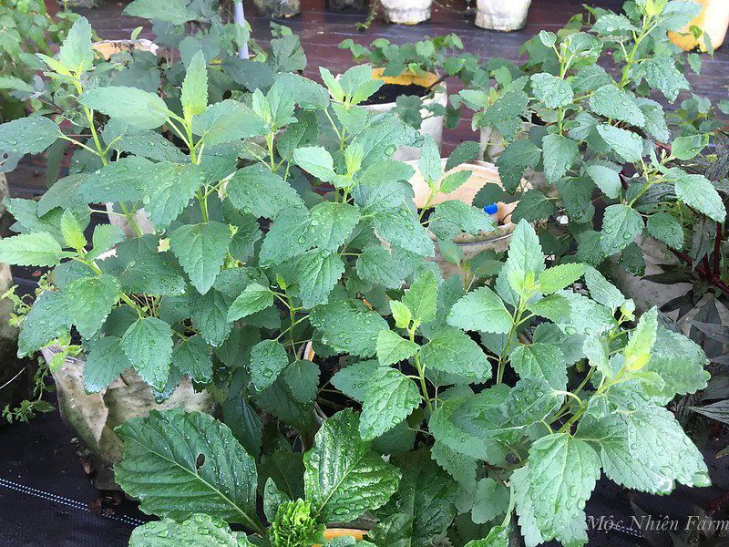 Cỏ bài hương Hàn Quốc (Korean hyssop)