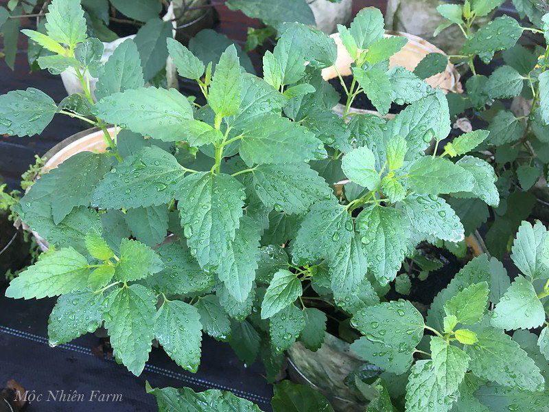 Cỏ bài hương Hàn Quốc (Korean hyssop)
