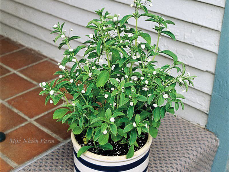 Cỏ ngọt (Stevia)
