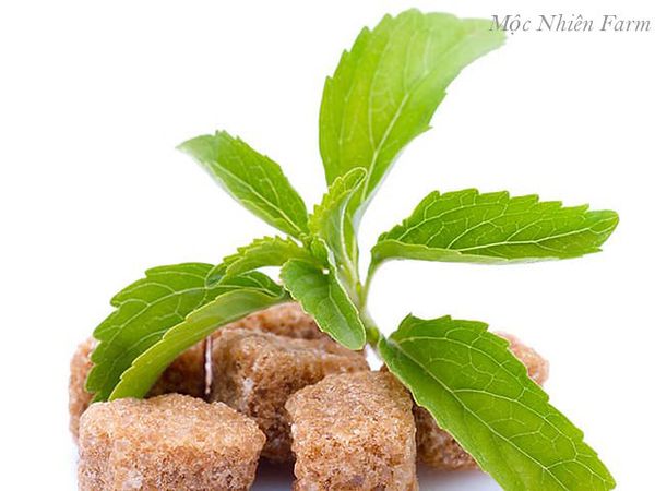  Cỏ ngọt (Stevia) 