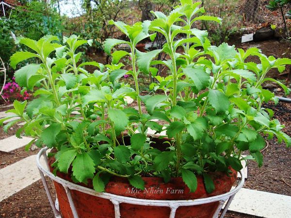  Cỏ ngọt (Stevia) 