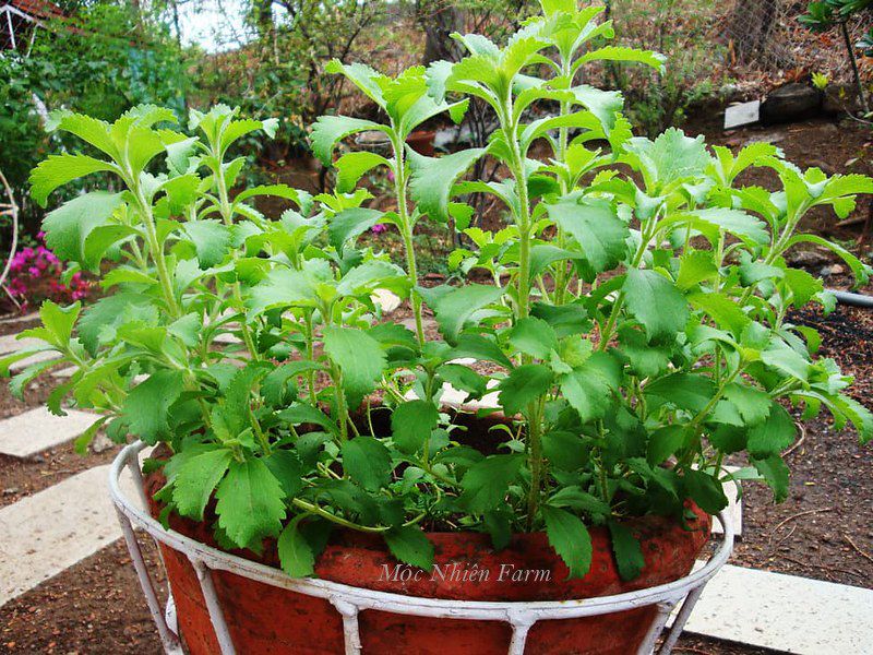 Cỏ ngọt (Stevia)