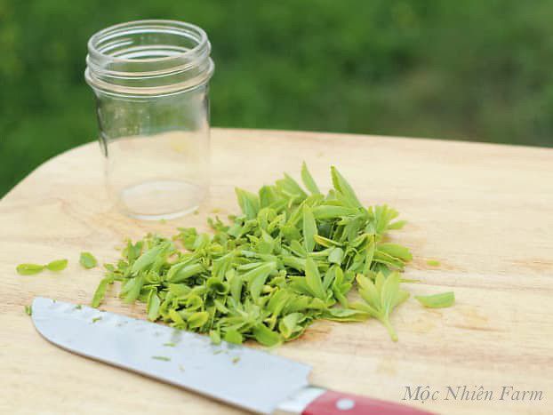 Cỏ ngọt (Stevia)