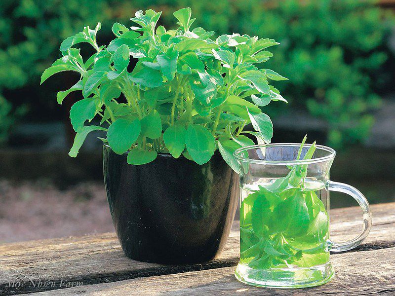 Cỏ ngọt (Stevia)
