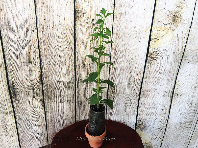 Cỏ ngọt (Stevia)
