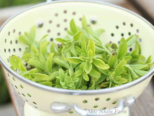 Cỏ ngọt (Stevia)