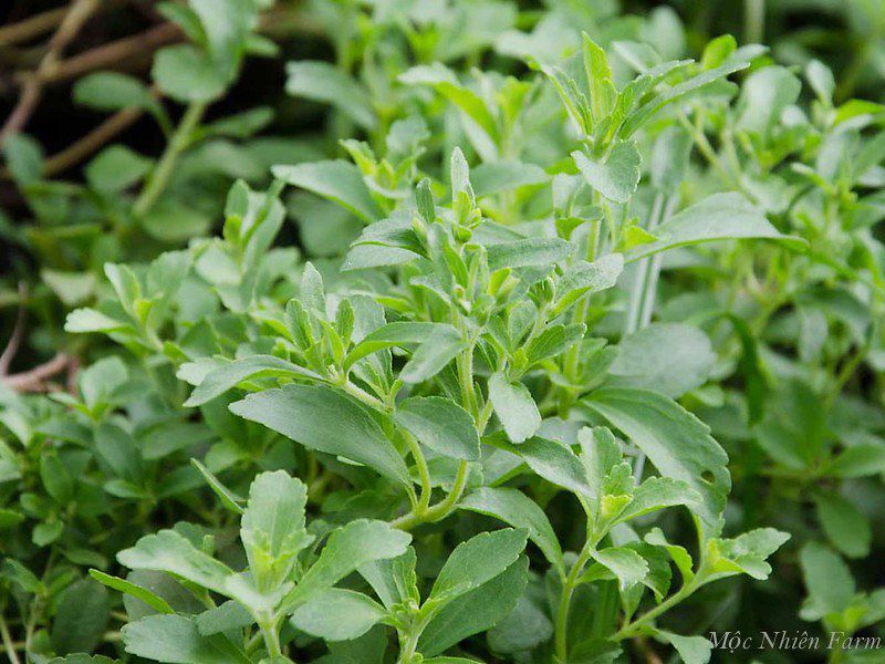 Cỏ ngọt (Stevia)
