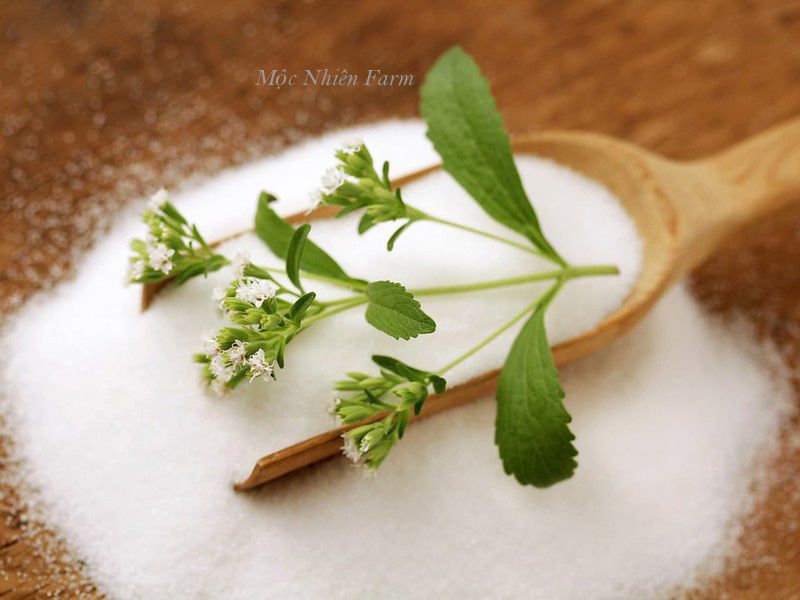 Cỏ ngọt (Stevia)