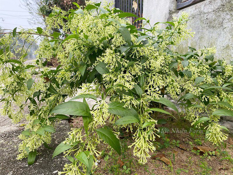 Dạ lý hương