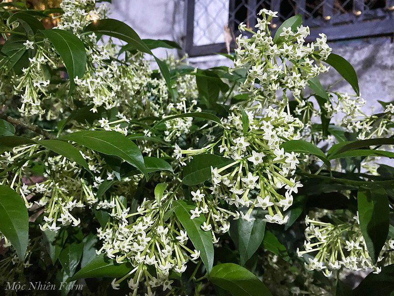 Dạ lý hương