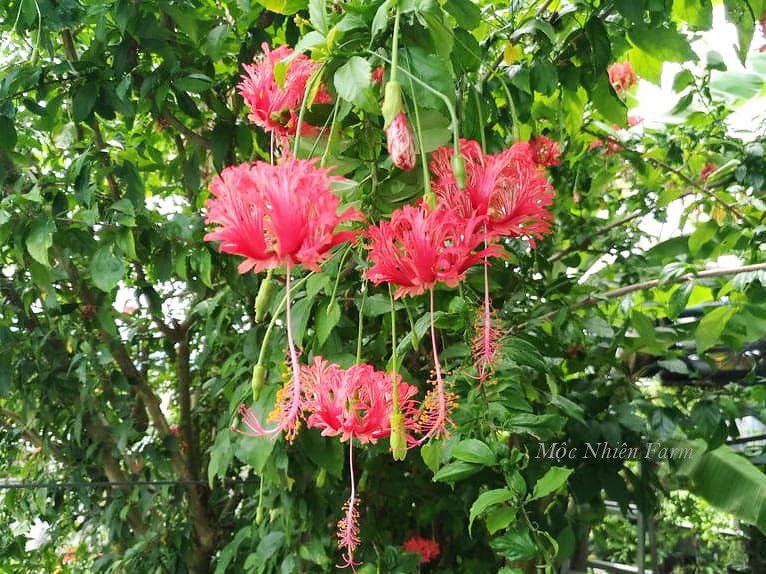 Hoa râm bụt lồng đèn R1