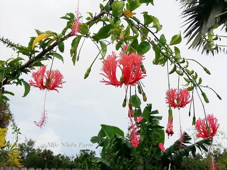 Hoa râm bụt lồng đèn R1