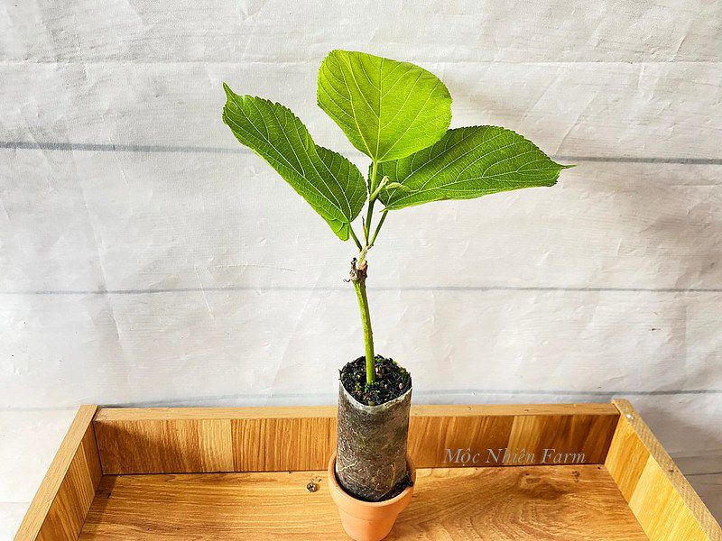 Dâu tằm Đài Loan B1