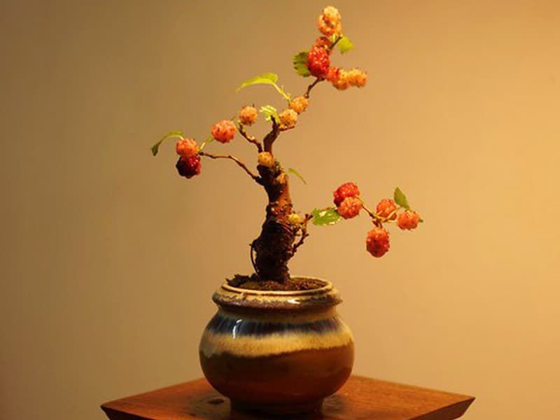 Dâu tằm A1