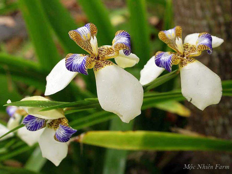 Địa lan diên vỹ