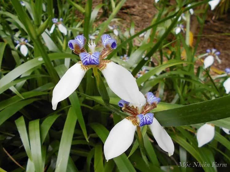 Địa lan diên vỹ