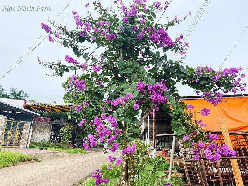 Hoa bằng lăng Thái