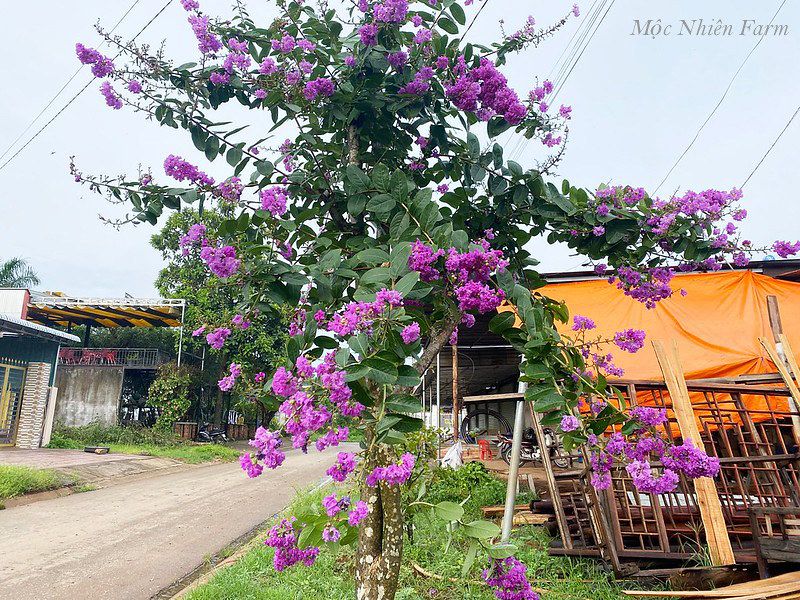 Hoa bằng lăng Thái