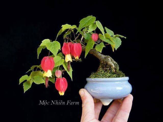 Hoa bụp lồng đèn S2