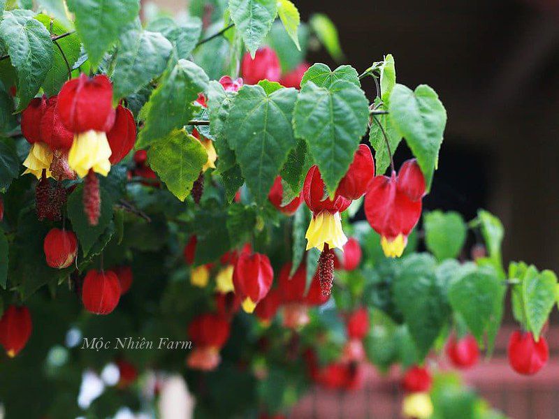 Hoa bụp lồng đèn S2