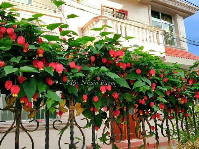 Hoa bụp lồng đèn S2