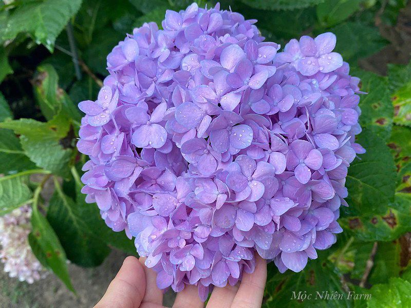 Hoa cẩm tú cầu nở xứ nóng A1