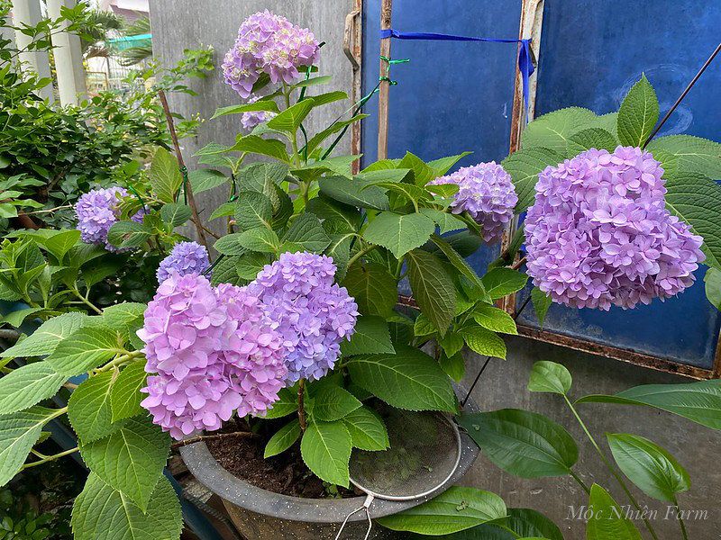 Hoa cẩm tú cầu nở xứ nóng A1