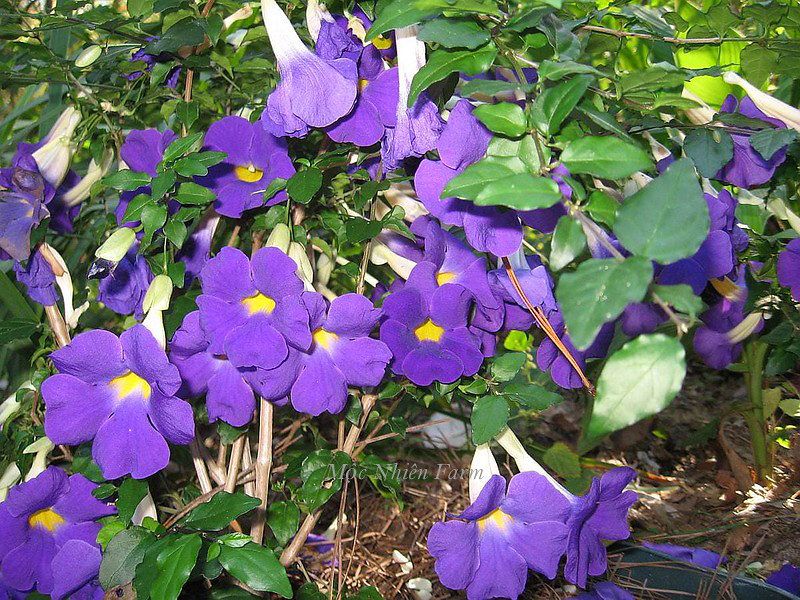 Hoa cát đằng đứng B1