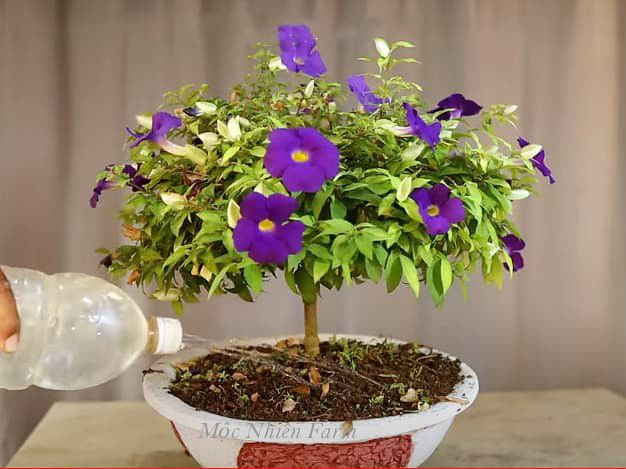 Hoa cát đằng đứng B1