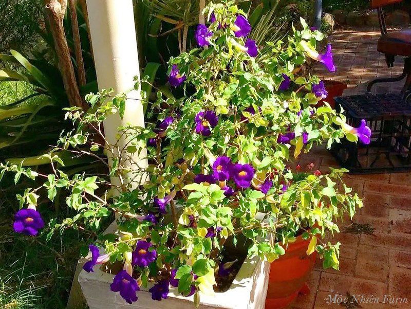Hoa cát đằng đứng B1