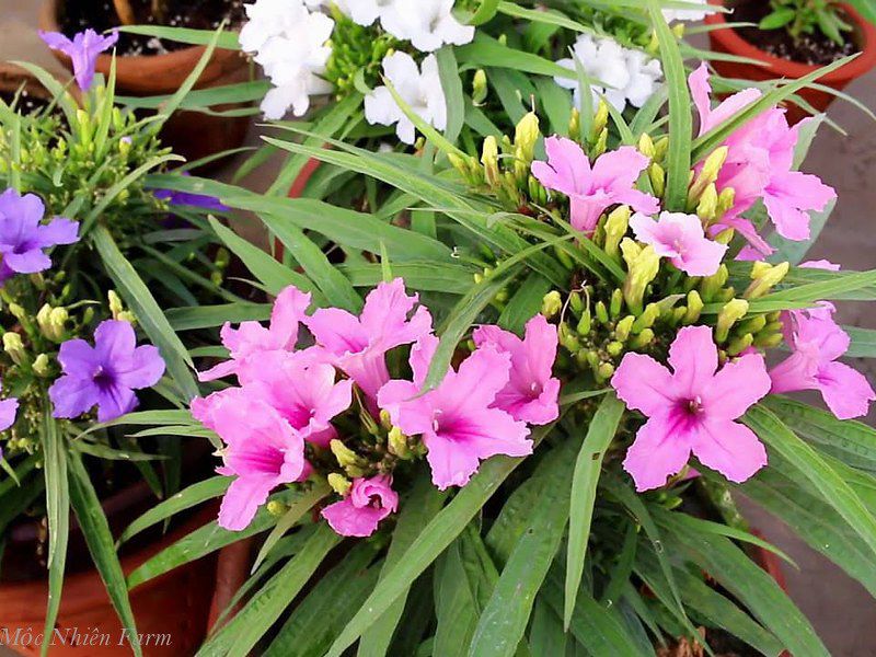 Hoa chiều tím hồng lùn D1