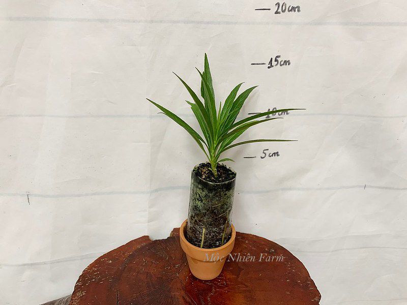 Hoa chiều tím hồng lùn D1