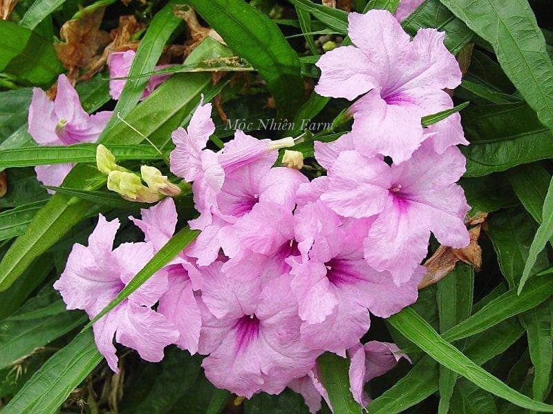 Hoa chiều tím hồng lùn D1