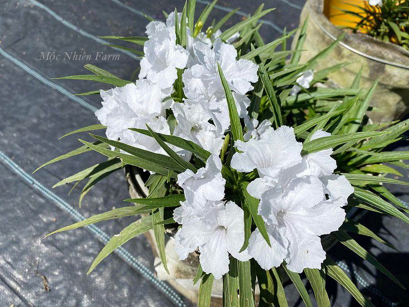 Hoa chiều tím trắng lùn B1