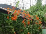  Hoa cúc leo Mexico 